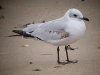 Mediterranean Gull at Westcliff Seafront (Steve Arlow) (98895 bytes)